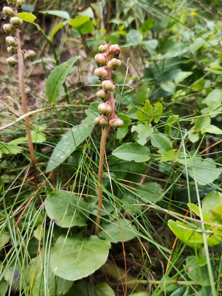 Lesser wintergreen, In fruit