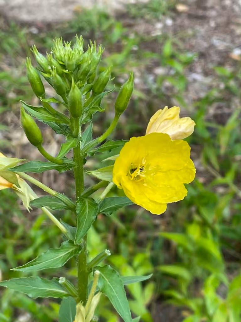Onagre bisannuelle