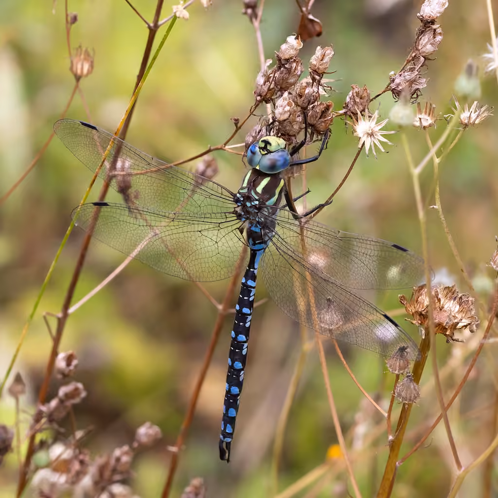 Lance-tipped Darner, Male