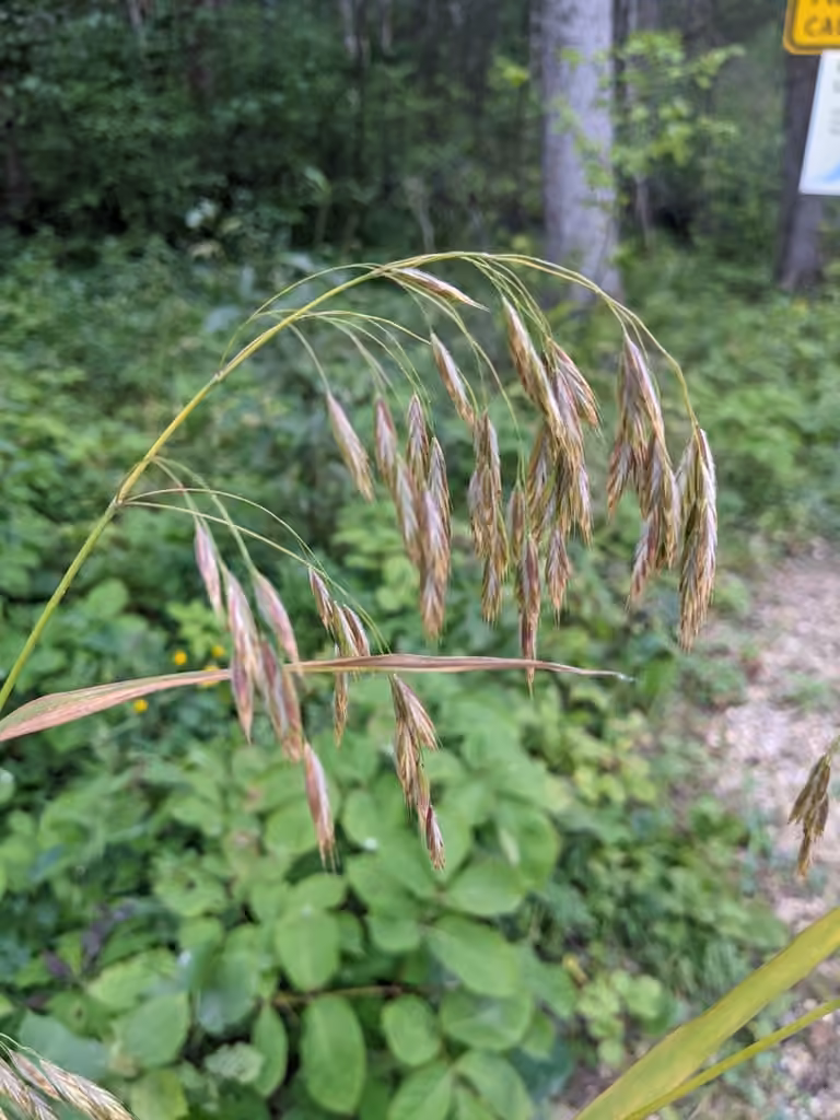 Fringed brome, photo 1 of 5