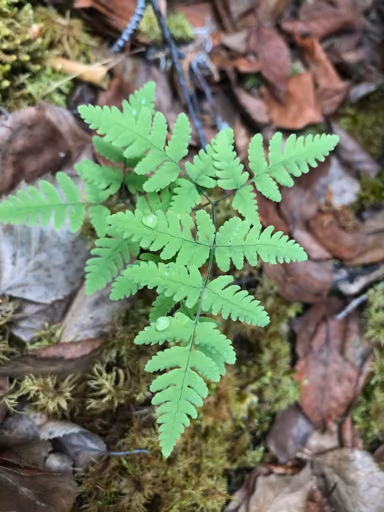 Asian oak fern, photo 3 of 5
