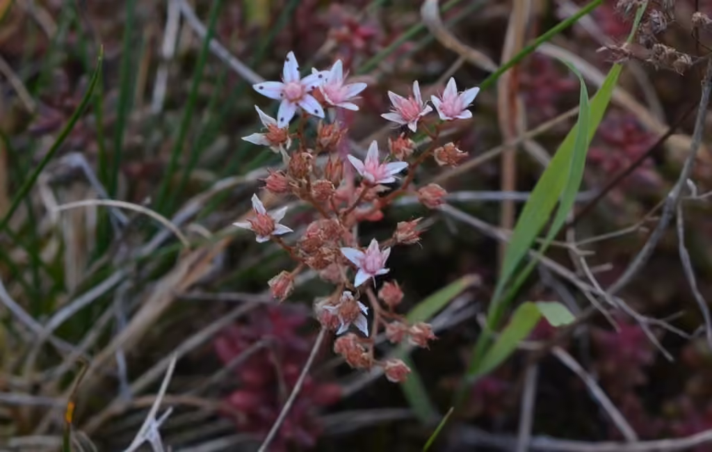White stonecrop, In fruit