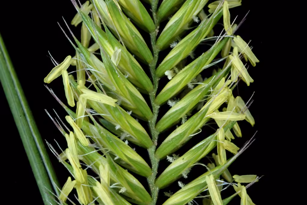 Agropyre à crête, En fleurs