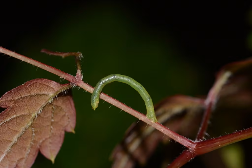 Géomètre vert de la vigne, Chenille