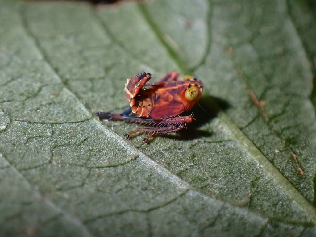 Cicadelle cuivrée, Nymphe