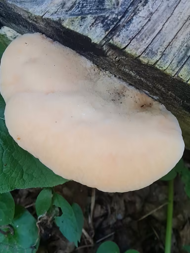 Polypore cotonneux, photo 3 sur 5