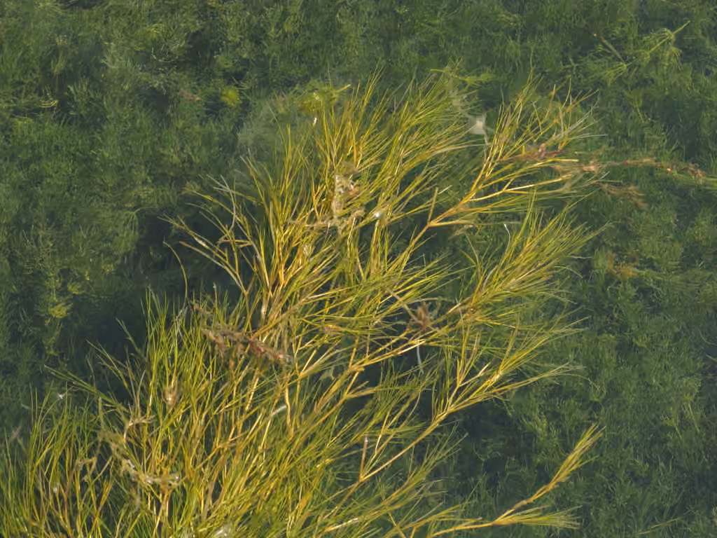Sago pondweed