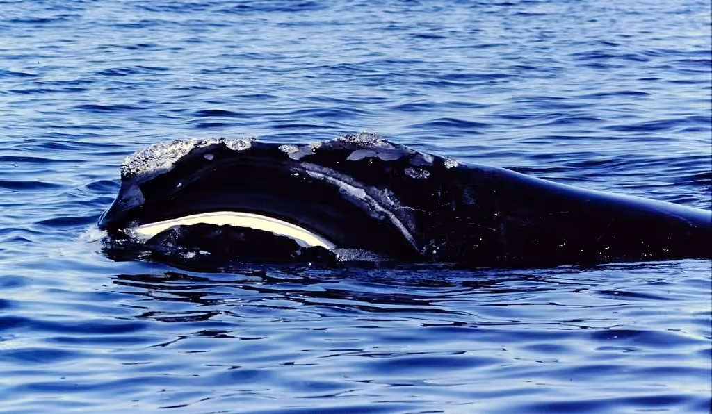 Baleine noire