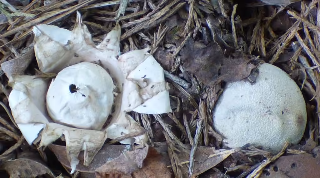 Sessile Earthstar, photo 2 of 5