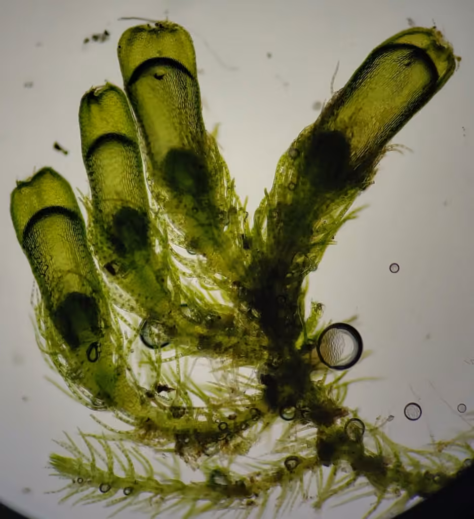 Hairy Threadwort, photo 2 of 5