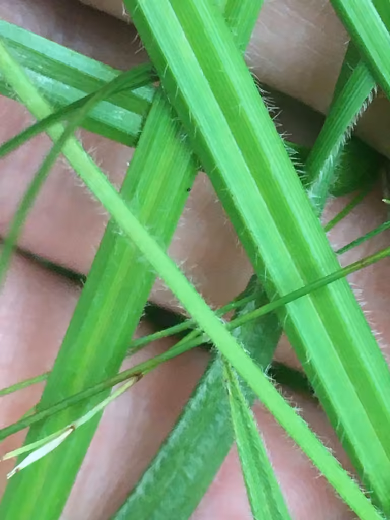 Chestnut sedge, photo 3 of 5