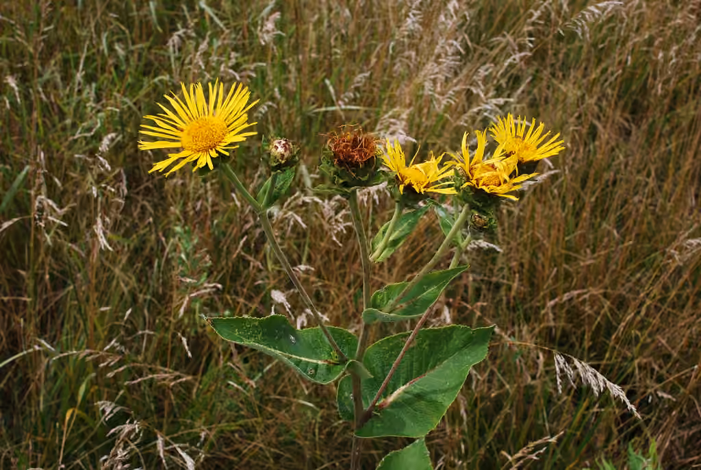 Inule aunée, En fleurs