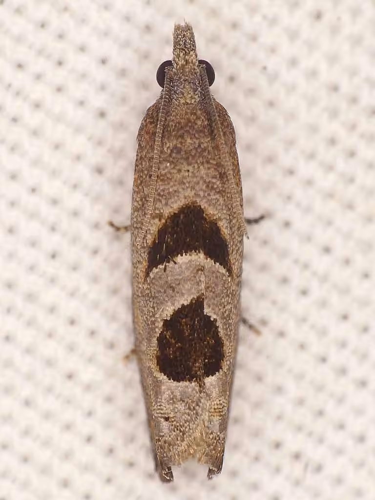 Aster-head Eucosma Moth, Adulte