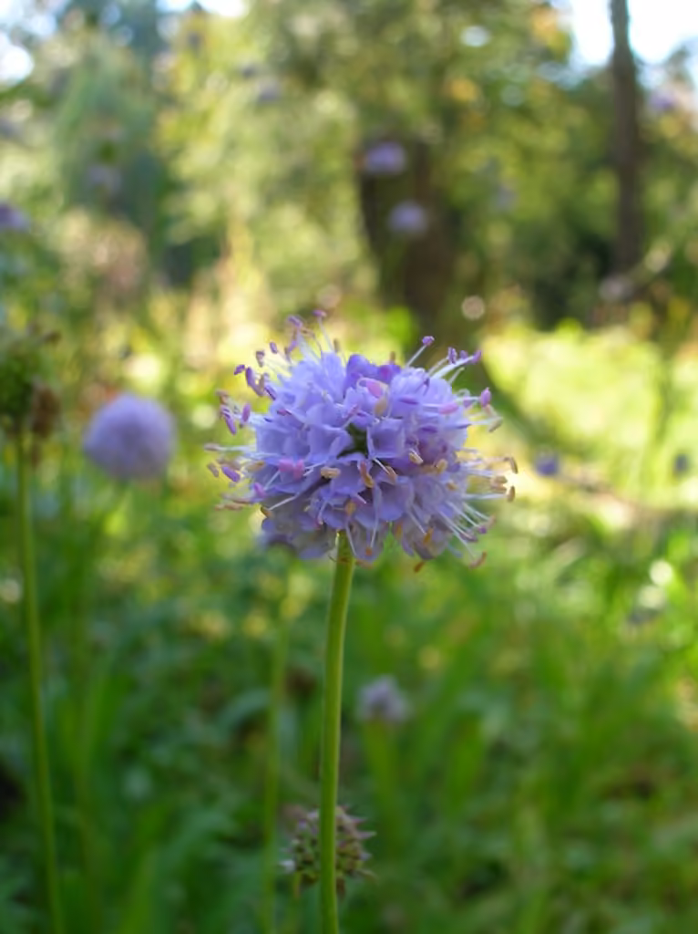 Southern succisella, photo 3 of 5