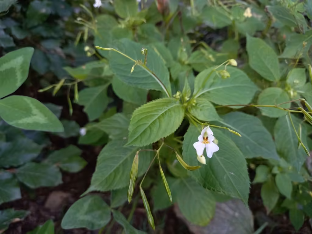 Smallflower touch-me-not, In fruit