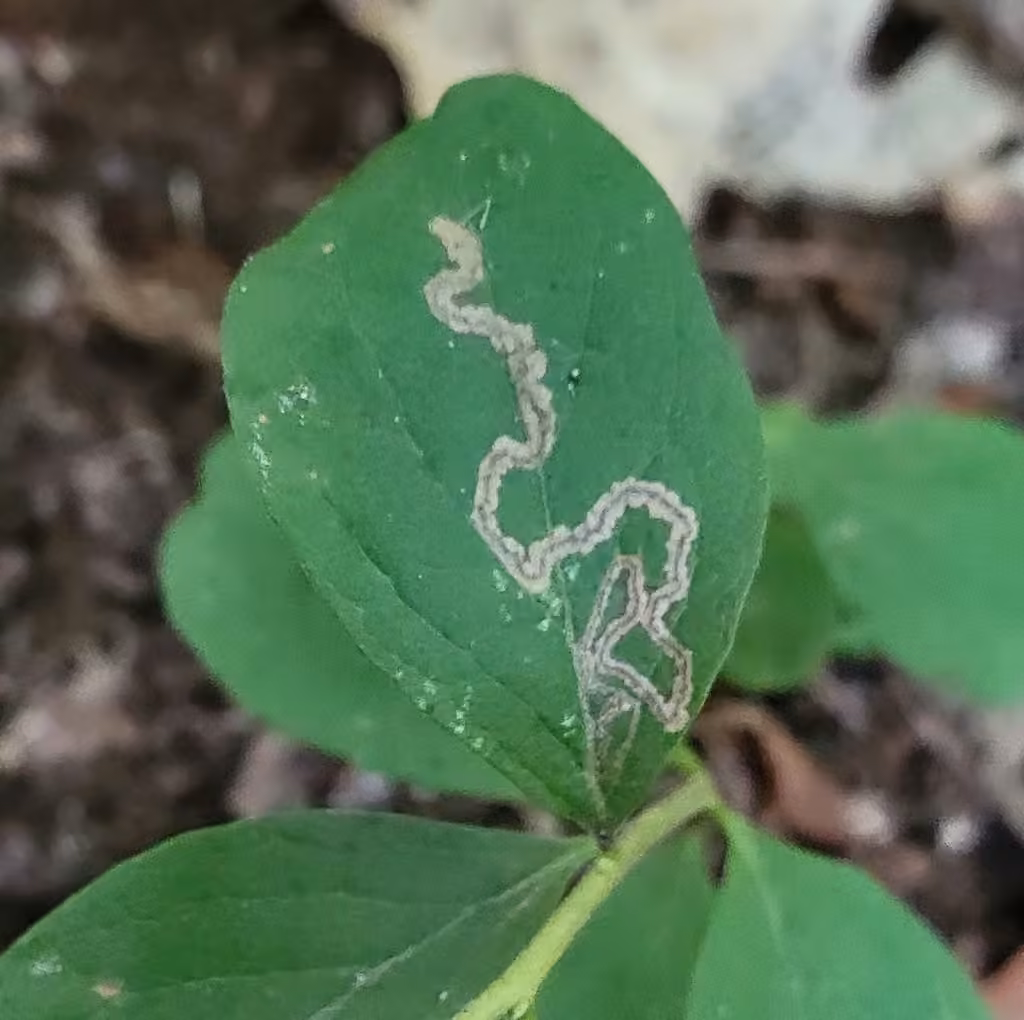 Stigmella corylifoliella, Mine