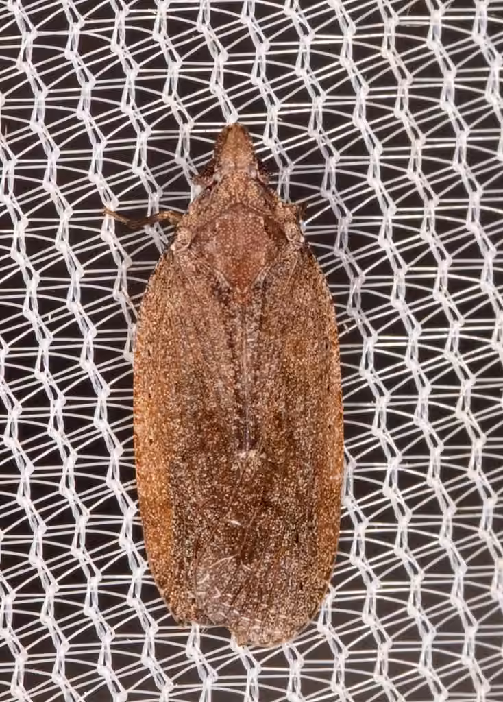 Brown Planthopper, photo 3 sur 5