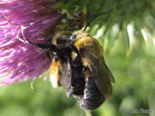 Eastern Thistle Longhorn Bee, photo 3 of 5