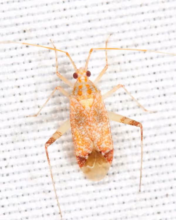 Phytocoris depictus