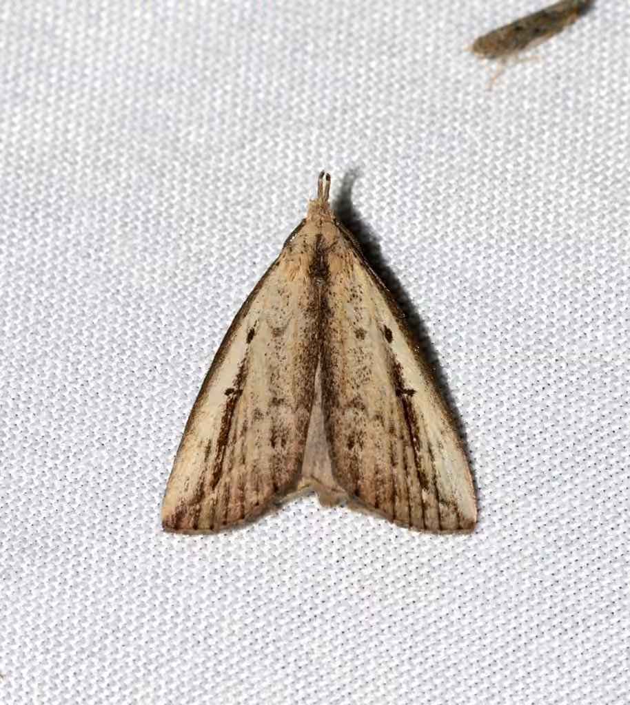 Bronzy Owlet, Adult
