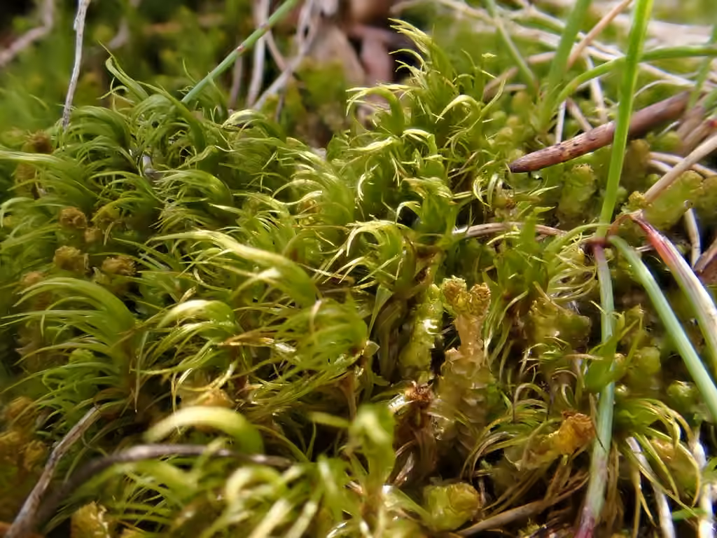 Faux-dicrane alpin, photo 3 sur 5