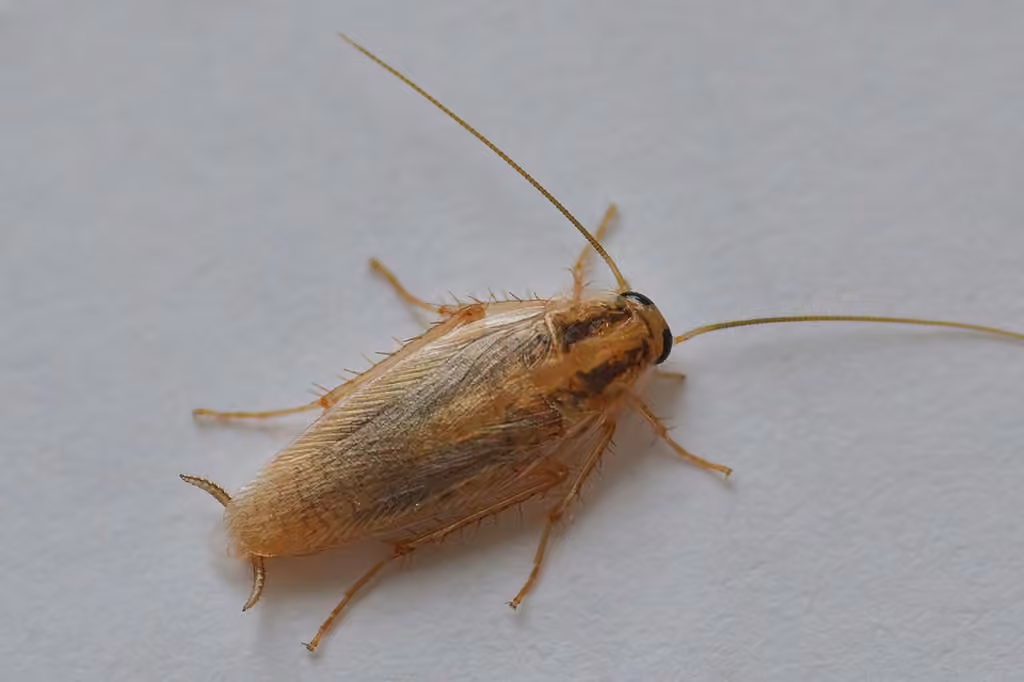 Blatte germanique