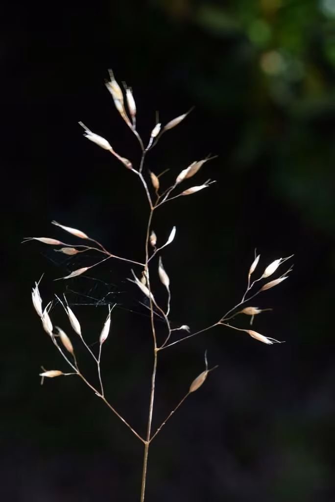 Wavy hairgrass, photo 1 of 5