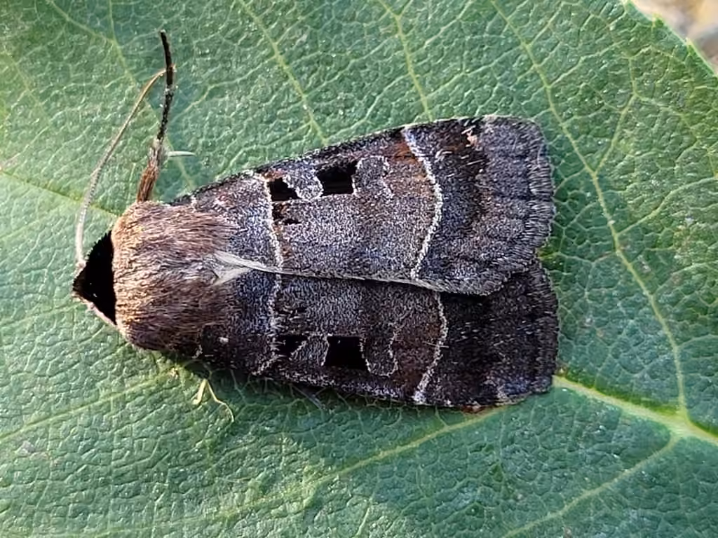 Collared Dart