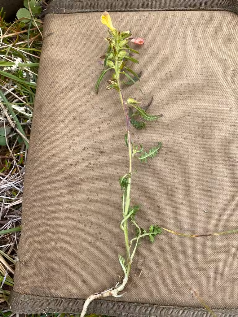 Labrador lousewort, In fruit