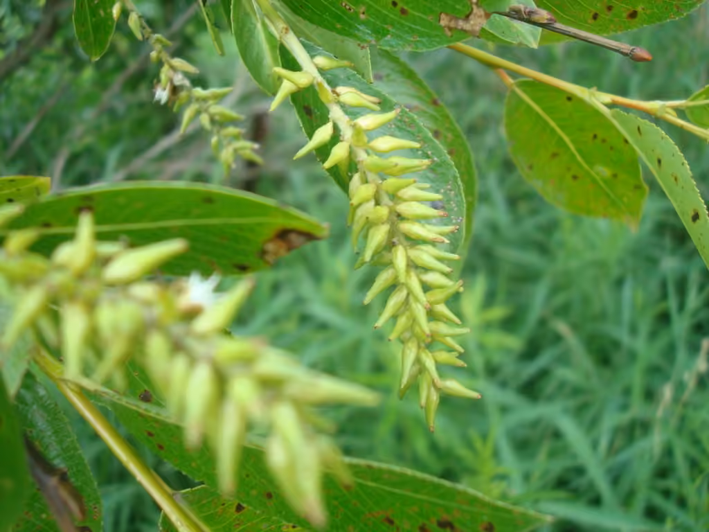 Saule brillant, En fruits