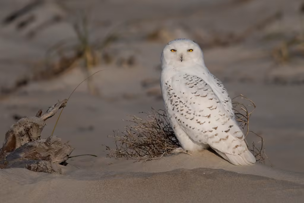 Harfang des neiges