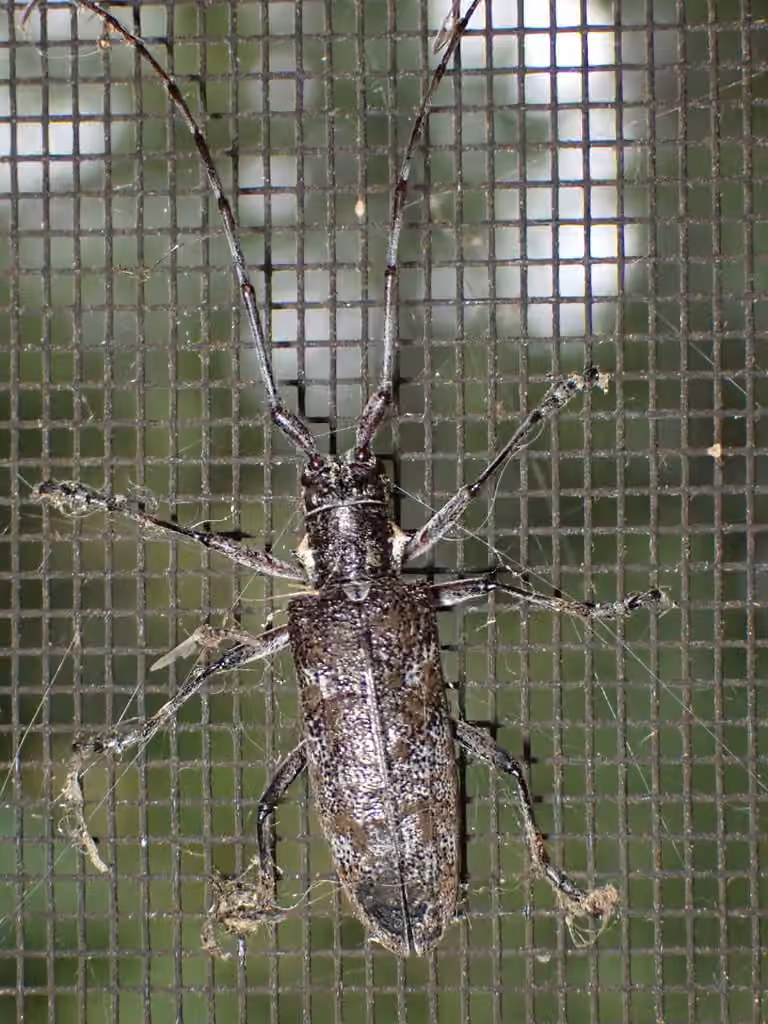 Longicorne du pin gris, photo 2 sur 5