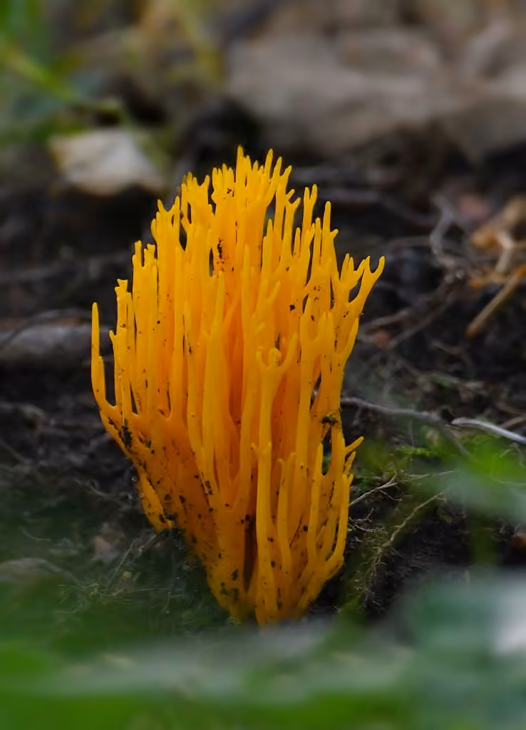 Calocère visqueuse, photo 2 sur 5
