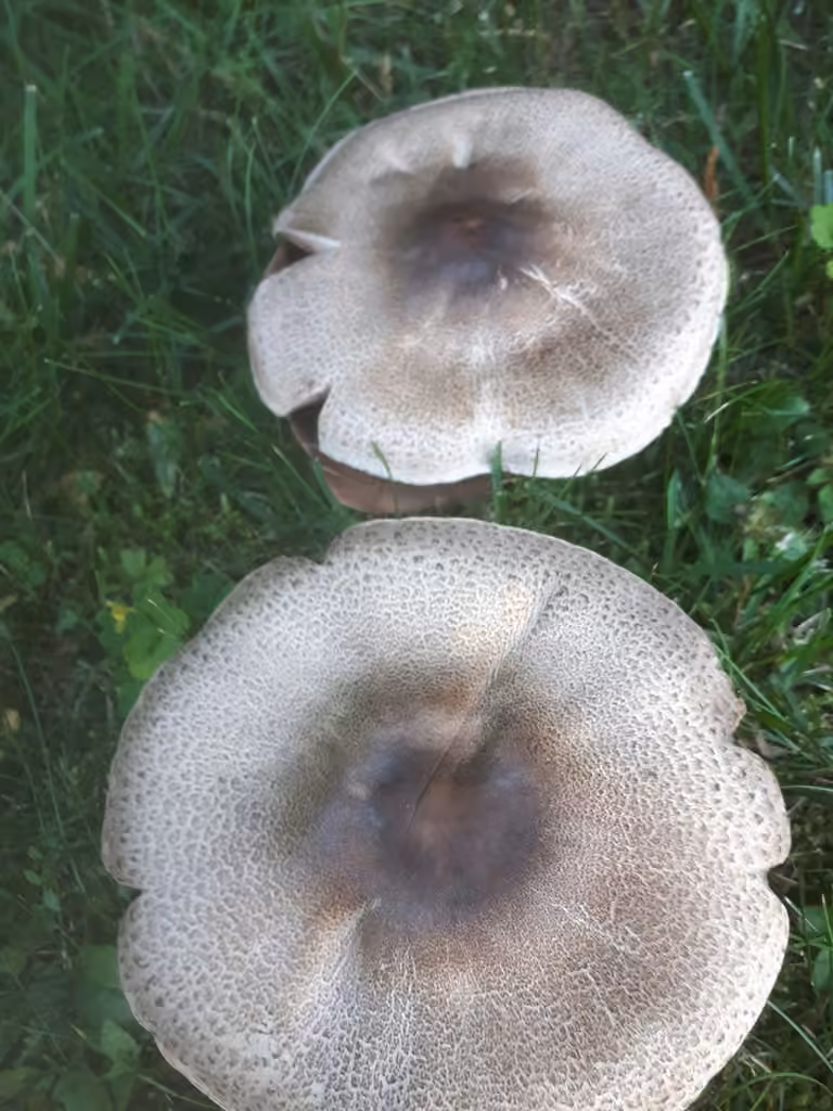 Agaric à chapeau plat, photo 3 sur 5