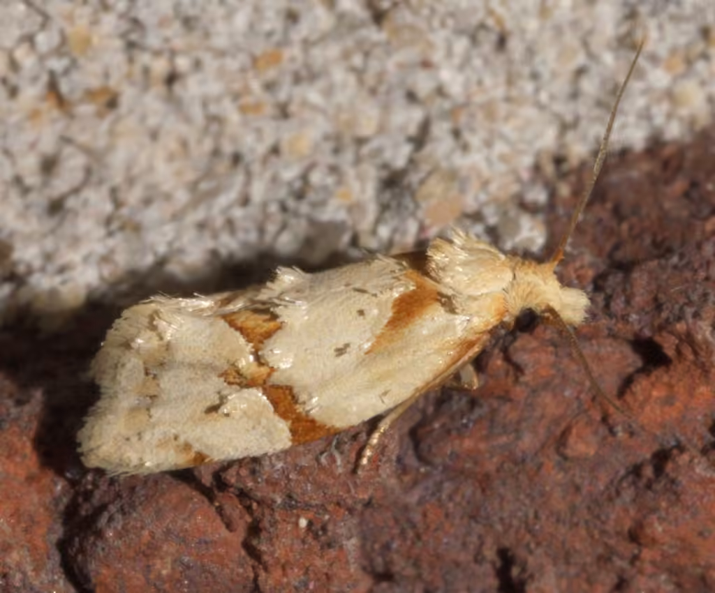 Aethes baloghi, photo 1 of 5