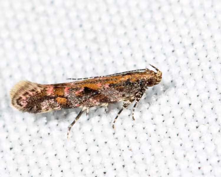 Ruby Aristotelia Moth, Adulte