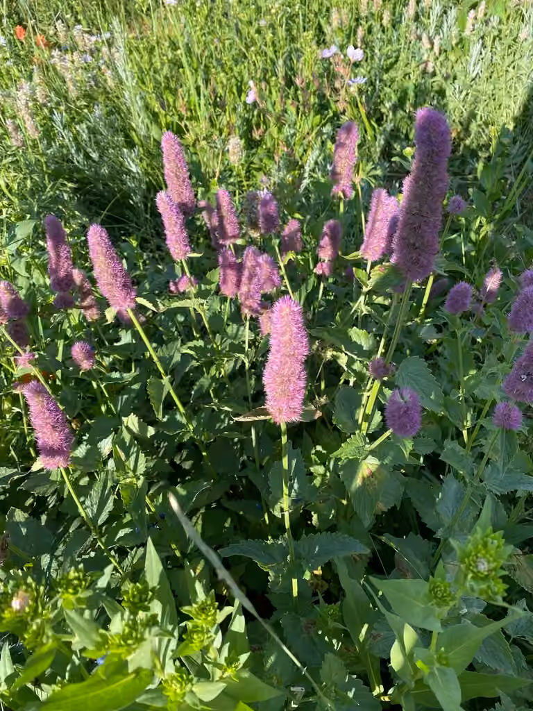 Menthe à épis, En fleurs