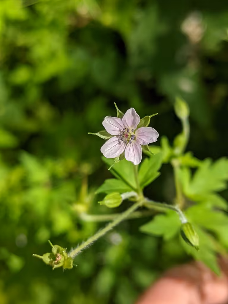 Géranium de Sibérie, En boutons