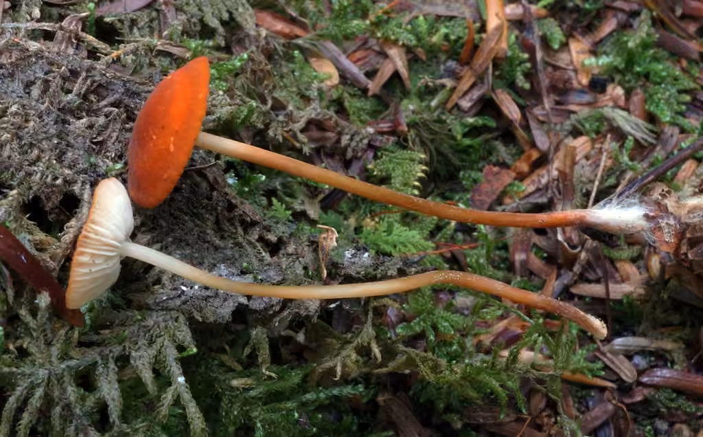 Marasmius sullivantii, photo 3 sur 5