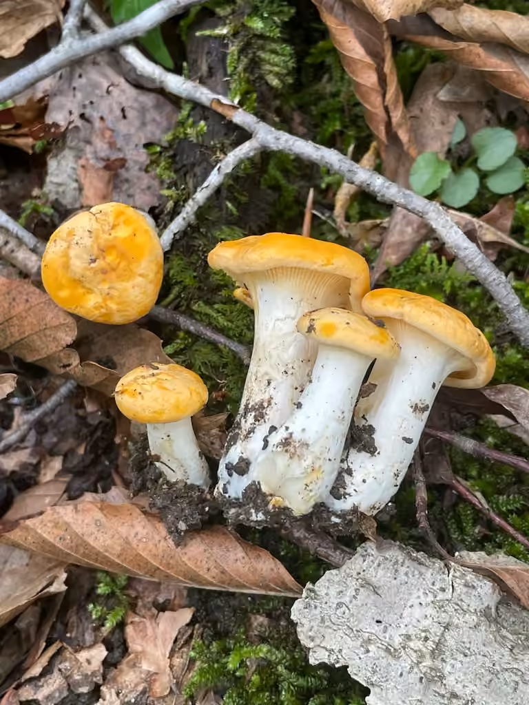 Ghost chanterelle, photo 2 sur 5