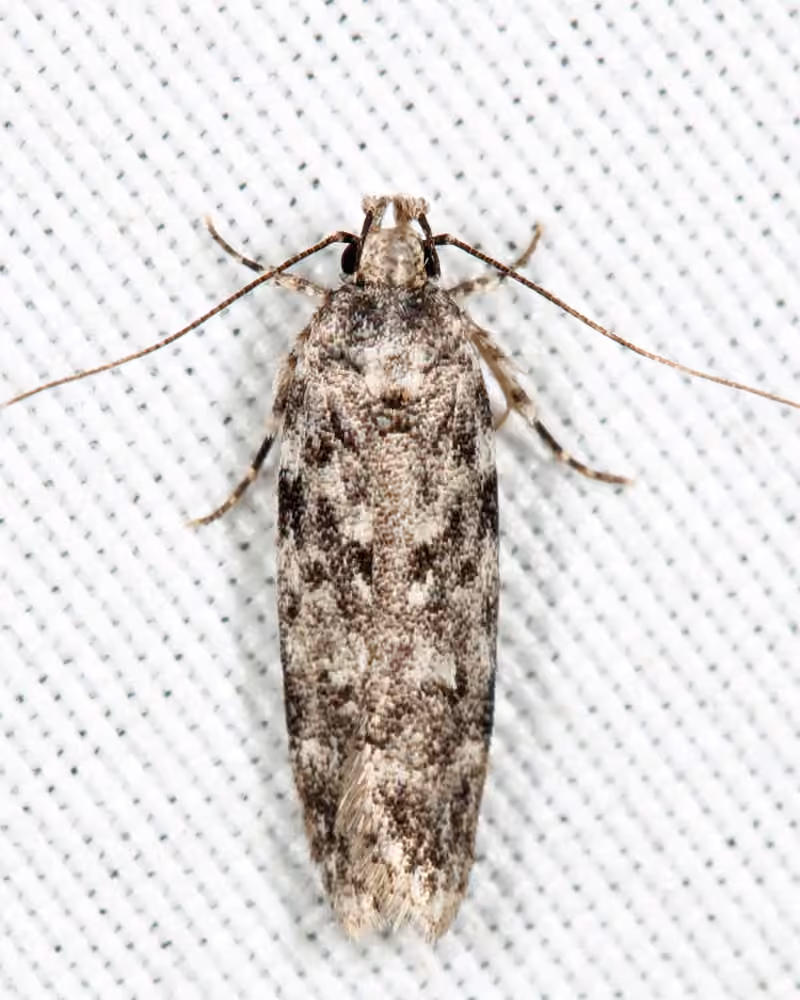 Two-spotted Chionodes Moth, Adult