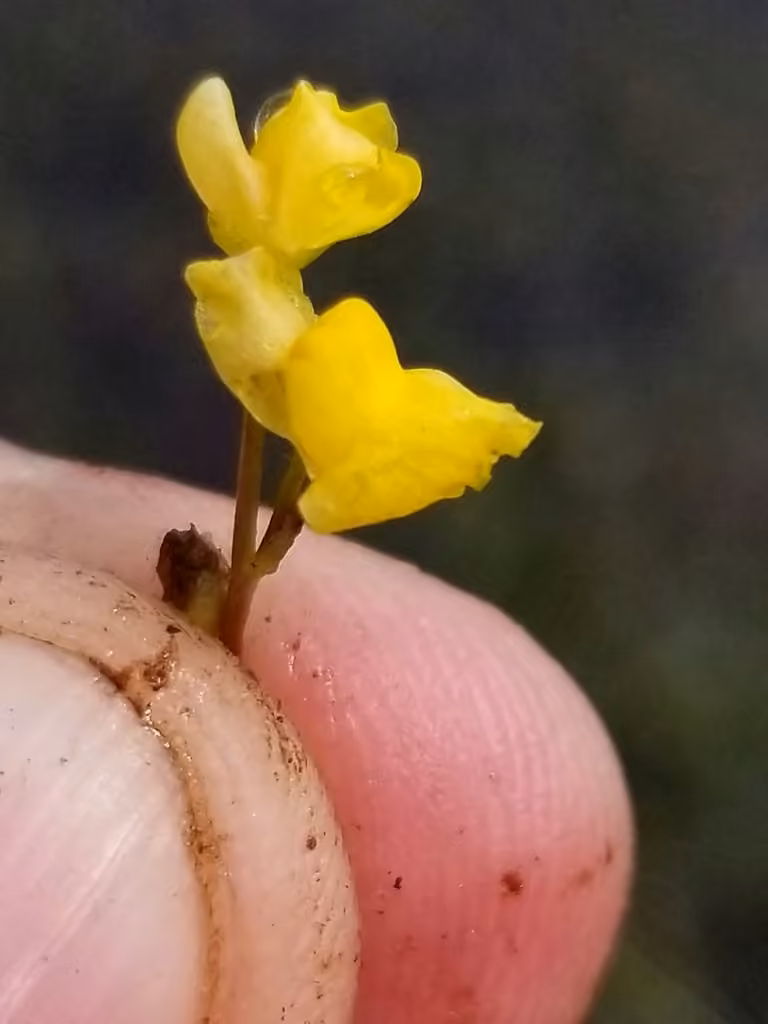 Utriculaire à scapes géminés, En fleurs