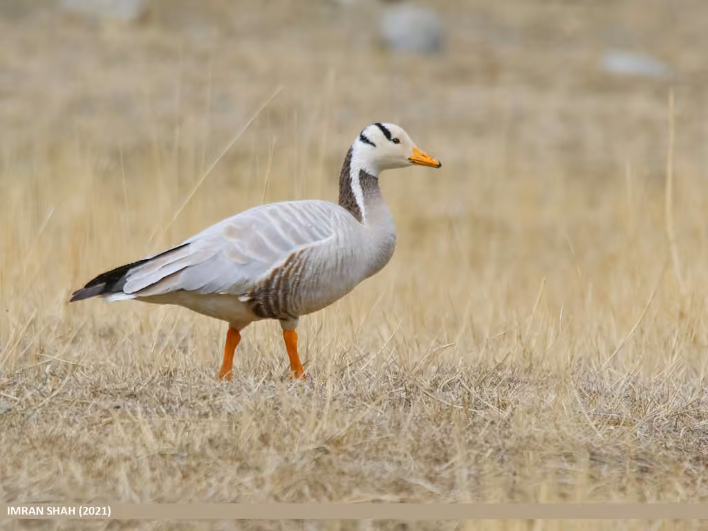 Bar-headed Goose, photo 1 of 5