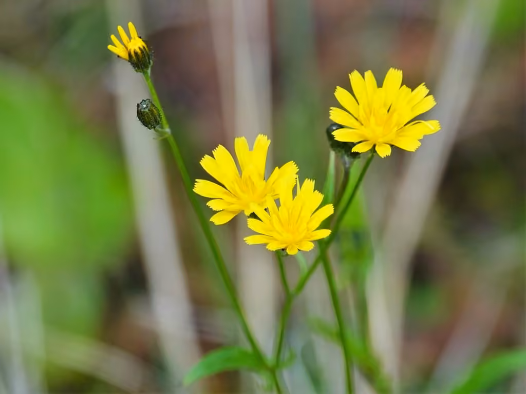 Crépis capillaire, En fleurs