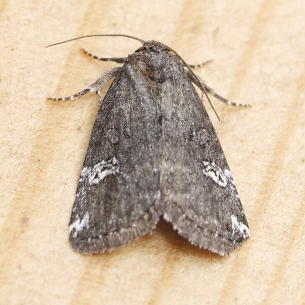 Gray Marvel Moth, photo 3 sur 5