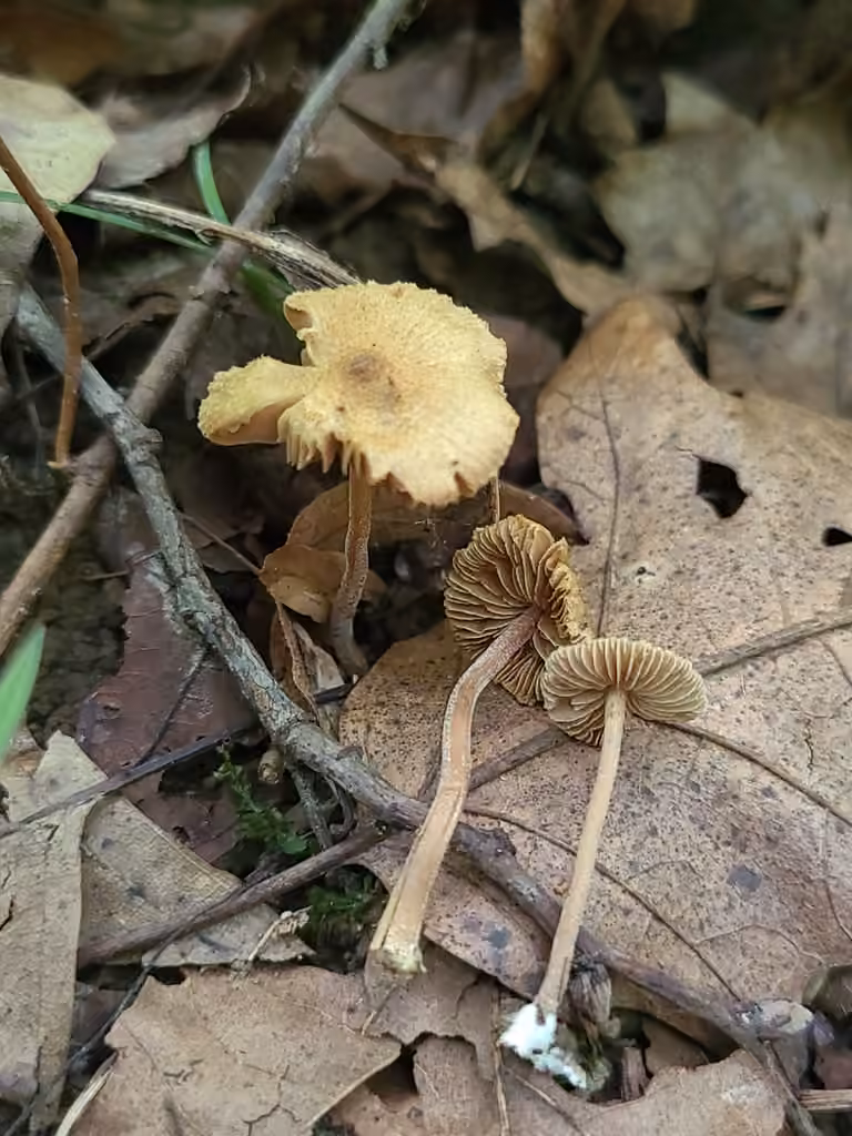 Inocybe subfulva, photo 1 sur 5