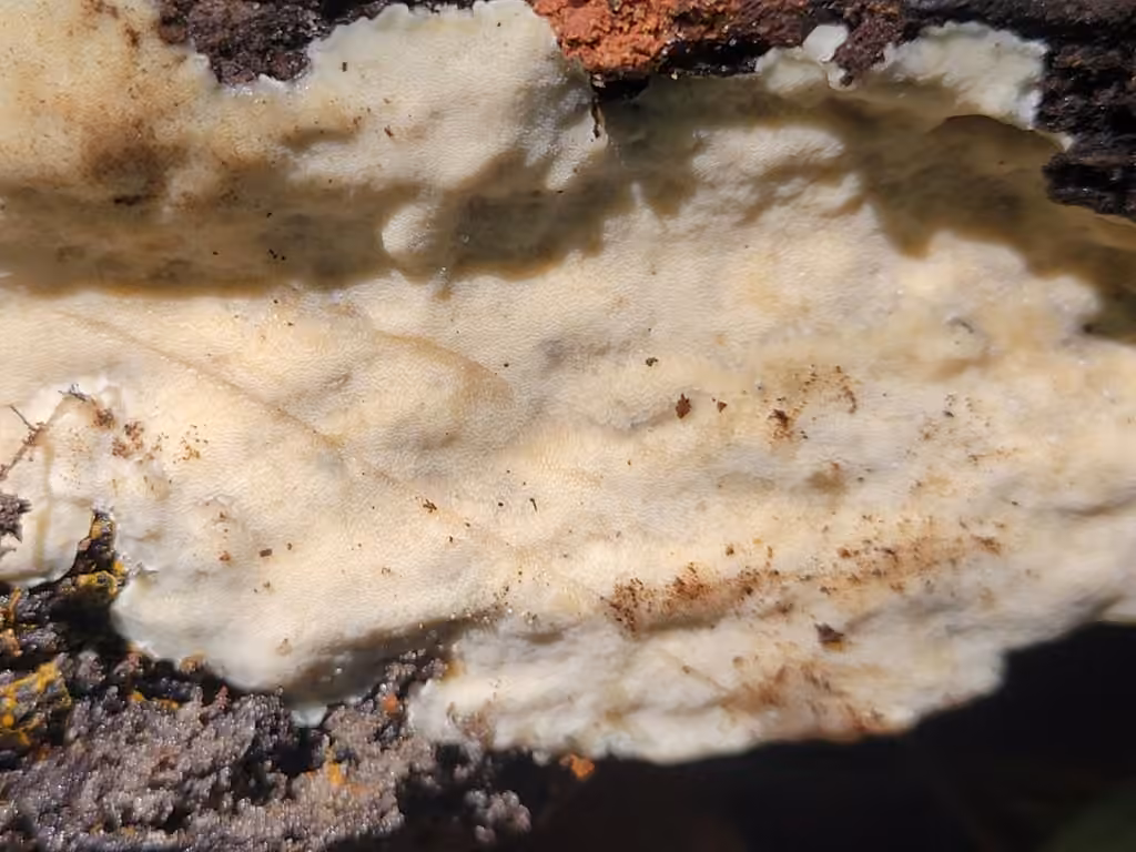Meripilus vitreus, photo 2 sur 5