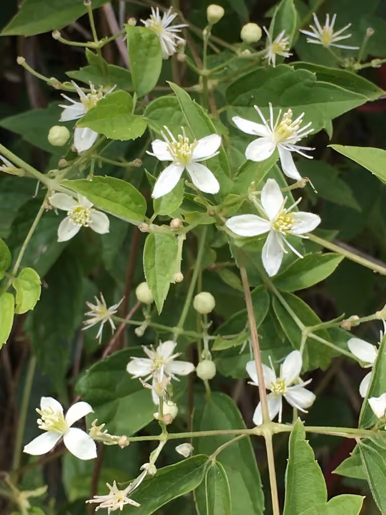 Clématite de Virginie, En fleurs