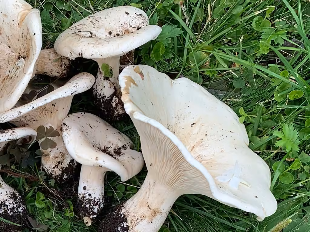 Leucopaxille amer