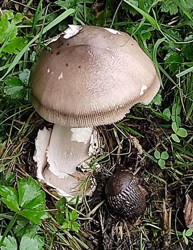 Gray-Zoned Ringless Amanita, photo 1 of 5